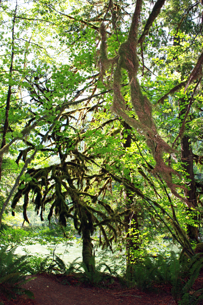wild trees